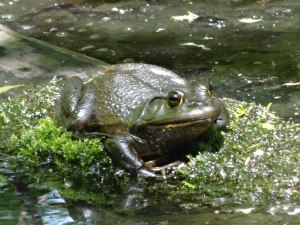 A Bullfrog in a beaver pond